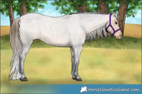 Horse Color:Buckskin Roan Appaloosa