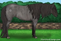 Horse Color:Smoky Blue Roan 