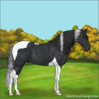 Horse Color:Black Tobiano 