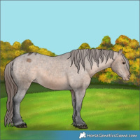 Horse Color:Brown Dun Appaloosa 
