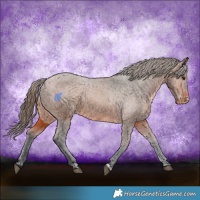 Horse Color:Bay Appaloosa  and Bay Appaloosa 