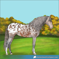 Horse Color:Bay Appaloosa 