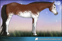 Horse Color:Gray White Spotted Bay 