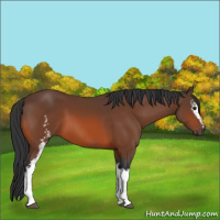 Horse Color:White Spotted Bay Sabino 
