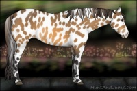 Horse Color:Buckskin Appaloosa Rabicano 