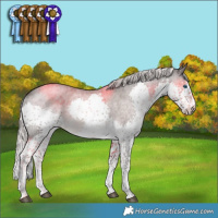 Horse Color:Platinum Chocolate Palomino Roan Splash 
