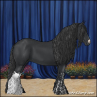 Horse Color:Black and Black