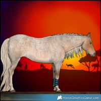 Horse Color:Chocolate Palomino Roan 