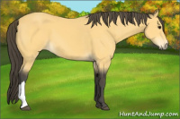 Horse Color:Buckskin 