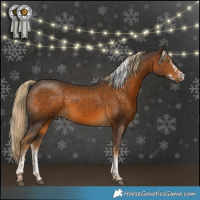 Horse Color:White Spotted Chocolate Palomino Tobiano 