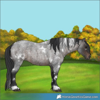 Horse Color:White Spotted Brown Roan 