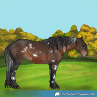 Horse Color:White Spotted Brown Rabicano 