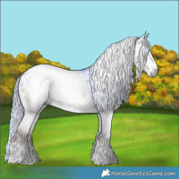Horse Color:Gray Liver Chestnut Tobiano Appaloosa 