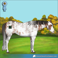 Horse Color:Bay Sabino Splash Rabicano