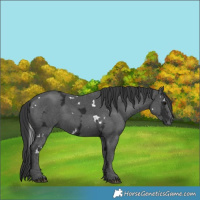 Horse Color:White Spotted Black Ice Rabicano 