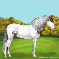 Horse Color:Bay Splash Tobiano Appaloosa 