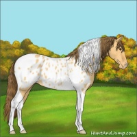 Horse Color:Buckskin Dun Tobiano Blanket 