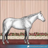 Horse Color:Gray Black 