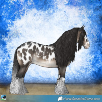 Horse Color:Brown Dun Splash Appaloosa Rabicano 
