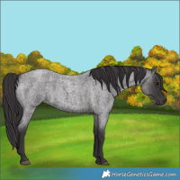 Horse Color:Smoky Blue Roan