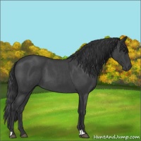 Horse Color:Blue Roan 