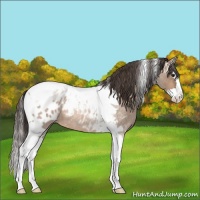 Horse Color:Brown Roan Dun Splash Tobiano Blanket