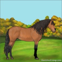 Horse Color:Void Bay 