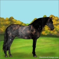 Horse Color:Void Bay Sabino 
