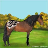 Horse Color:Bay Appaloosa 