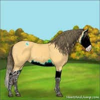 Horse Color:Buckskin Splash Appaloosa 