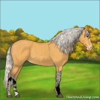 Horse Color:Silver Buckskin Appaloosa 