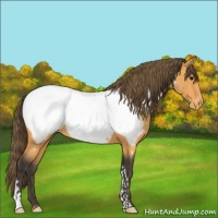 Horse Color:Buckskin Appaloosa 