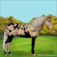 Horse Color:Palomino Splash Appaloosa 