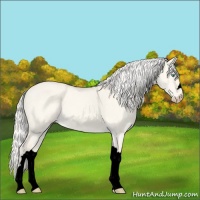 Horse Color:Void Silver Perlino Dun 