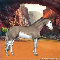 Horse Color:Silver Grullo Roan Splash 