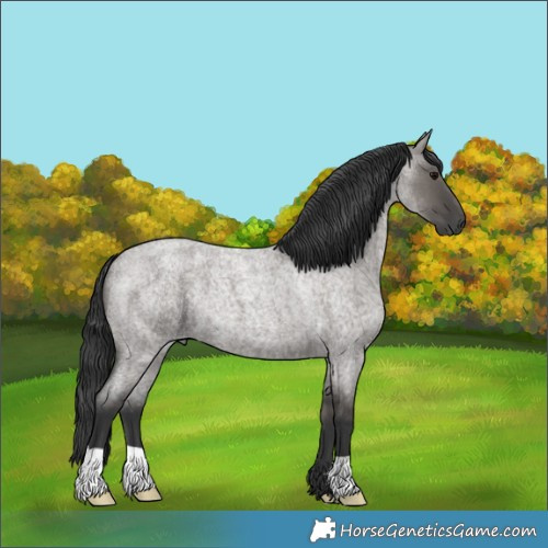 Horse Color:Grullo Roan 