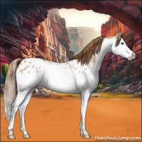 Horse Color:Red Dun Splash Near Leopard 