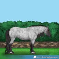 Horse Color:Smoky Blue Roan 