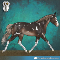 Horse Color:White Spotted Liver Chestnut Splash Rabicano 