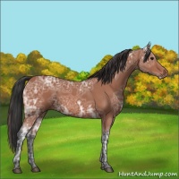 Horse Color:Bay Ice 