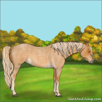 Horse Color:Palomino Roan 