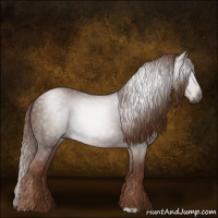 Horse Color:Gray Chestnut 