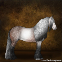 Horse Color:Gray Bay 