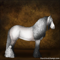 Horse Color:Gray Bay 