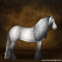 Horse Color:Gray Black 