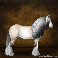 Horse Color:Gray Bay Dun 