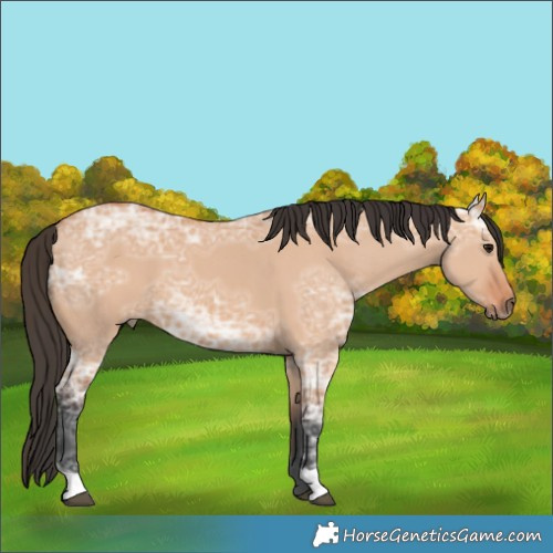 Horse Color:Bay Ice Dun 