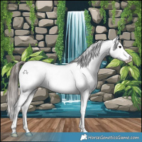 Horse Color:Black Sabino Snowcap 