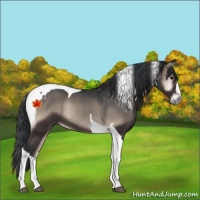Horse Color:Blue Onyx Tobiano