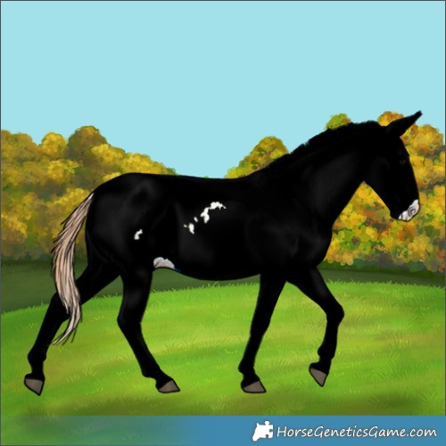 Horse Color:Black Appaloosa Rabicano 